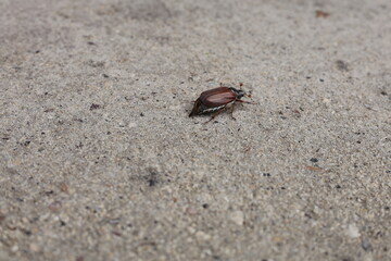 Close-up of a beetle walking on a sandy surface. The insect is partially visible with a focus on its details, set against a neutral-colored background. The natural environment is evident.