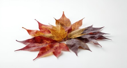 Fototapeta premium Autumn Leaves Arrangement, Seasonal Colors, Textured Foliage on White Background