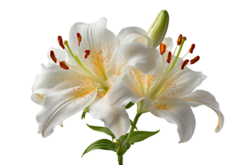 Close-up of two white lilies