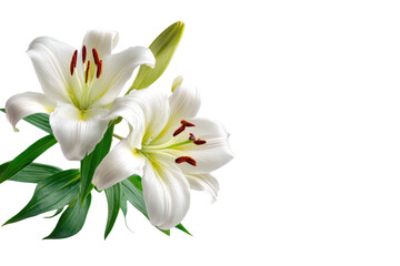 Obraz premium Close-up of two white lilies (1)