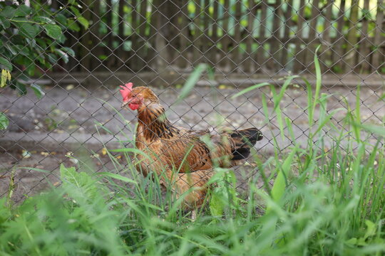 Free-range chicken standing behind a wire fence in a green garden. The brown hen with a red comb is surrounded by tall grass and natural vegetation, creating a rustic farmyard atmosphere.
