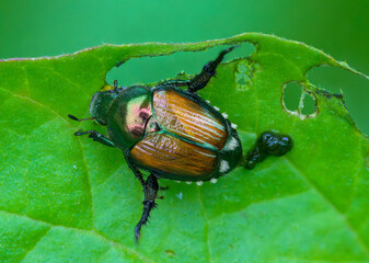 Close up of Japanese Beetle on leaf with poop