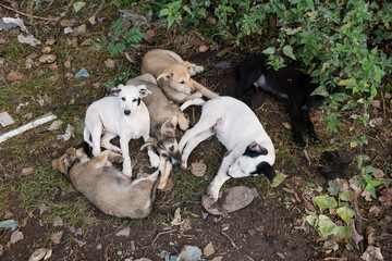 Cute stray dogs lying on ground outdoors, top view. Homeless pet