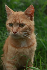 Close-up of a curious ginger cat with large yellow eyes, captured in an outdoor setting. Cat's fur is a soft orange, and its alert expression highlights its natural curiosity amidst lush green grass.