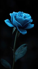 A single, vibrant blue rose stands elegantly against a stark black background, its petals softly illuminated, showcasing exquisite detail and a subtle reflection below