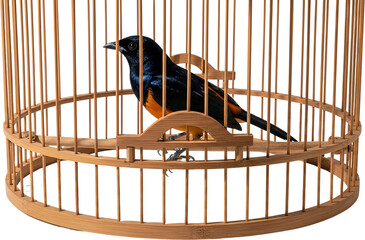 Small brightly colored songbird with black and orange plumage perched inside a traditional round wooden bamboo birdcage against a dark background Pet Animal