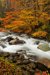Stream, Oconaluftee area, Autumn, Great Smoky Mountains