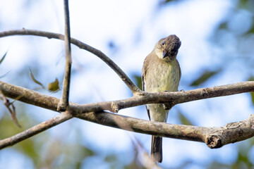 Eastern wood pewee (Contopus virens) in Sarasota, Florida during fall