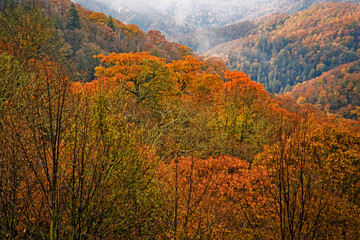 Autumn Landscape, Great Smoky Mountains