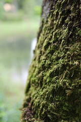 Moss-covered tree trunk in a forest, close-up natural texture with soft blurred background. Green moss, bark detail, woodland nature, moisture, ecology, organic pattern, macro forest scene.