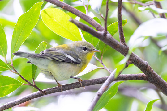 A northern parula (Setophaga americana) warbler in Sarasota, Florida