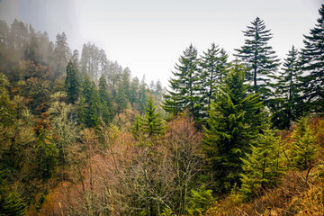 Evergreens, Autumn, Great Smoky Mountains