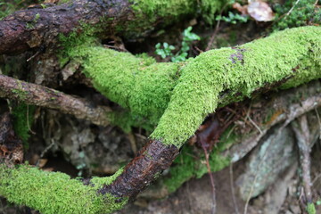 Moss-covered tree roots, forest texture, vibrant green moss on rough bark in a natural woodland environment, close-up macro nature detail, wild forest floor vegetation, organic background.