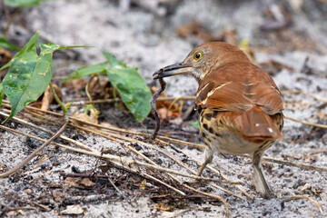 A brown thrasher (Toxostoma rufum), a common songbird, in Sarasota County, Florida