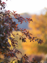 autumn leaves in the sun