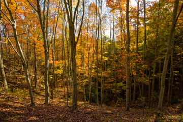 Autumn, Foothills Parkway, East TN