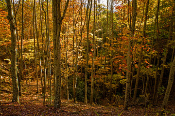 Autumn, Foothills Parkway, East TN