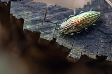 A beautiful iridescent beetle, possibly a type of jewel beetle, in Highlands Hammock State Park, Florida. Check the species ID with an expert if accuracy matters to your project.