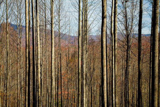 Autumn, Pisgah NF, NC