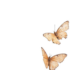 Obraz premium Two pale tan butterflies with intricate wing patterns float against a stark black background, suggesting movement and delicate beauty