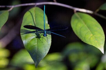 A beautiful blue damselfly with black wings — maybe an ebony jeweling — perched on a leaf in central Florida