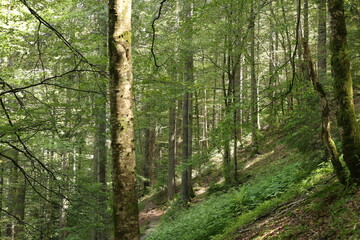Dense green forest with tall moss-covered trees and soft sunlight filtering through the canopy....