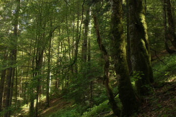 Obraz premium Dense green forest with tall moss-covered trees and soft sunlight filtering through the canopy. Lush foliage, natural woodland landscape, serene untouched nature scene