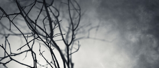 Mysterious wilderness at midnight covered in a dense scary fog lit by moonlight. Dramatic smoky...