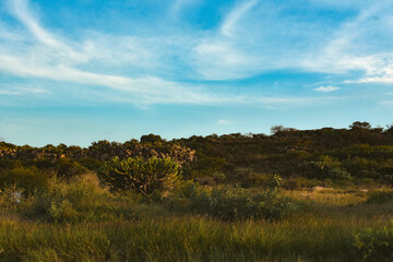 Obraz premium sky with vegetation