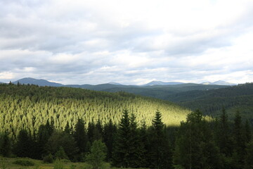 Panoramic view of dense coniferous forest covering mountain slopes and cloudy sky with soft sunlight filtering through.Suitable for illustration of ecotourism, environmental themes or adventure travel