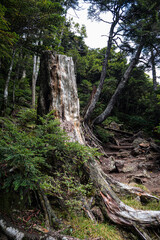 長野県八ヶ岳北横岳風の止まり木
