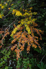 長野県八ヶ岳北横岳初秋の紅葉