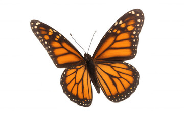 Fototapeta premium Monarch butterfly spreading wings, isolated on transparent background symbolizing nature and transformation