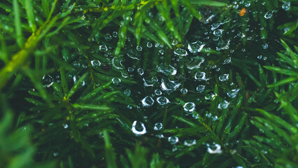 Water Droplets Delicately Resting On The Vibrant Green Leaves Of A Pine Tree