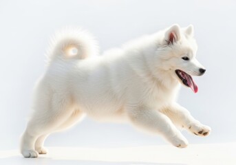 A fluffy white samoyed dog in mid stride with its tongue out isolated on white background