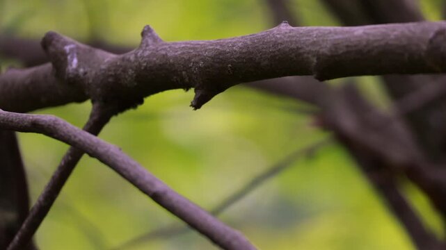 A Great Tit Is Perched On A Tree Branch With A Vibrant Green Bokeh Background. The Small Songbird Then Suddenly Takes Flight And Flies Away.
