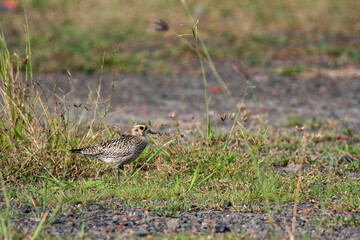 Pacific Golden Plover resting peacefully on natural ground habitat