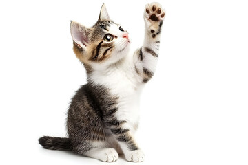 Adorable kitten reaching up curiously, a paw-some symbol of playfulness and wonder, perfect for pet-related designs, heartwarming stories and joyful campaigns
