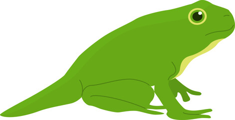 Frog Illustration
