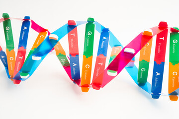 DNA or Deoxyribonucleic acid is a double helix chains structure formed by base pairs attached to a...