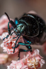 Macro Shot of Beetle Crawling on Pink Flowers