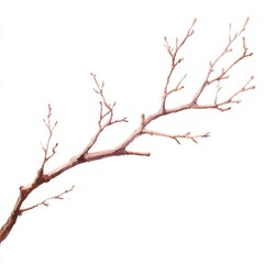 Fototapeta premium Delicate watercolor branch illustration.