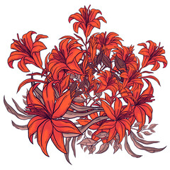 Hand drawn illustration of blooming red and pink flowers with white background
