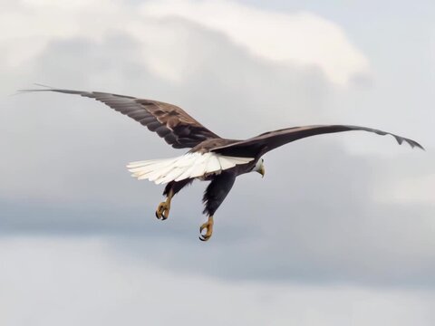 Bald Eagle in flight, converted to video from photo with openart (Seedance)
