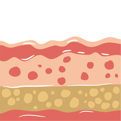 human skin layers vector