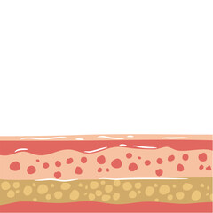 human skin layers vector