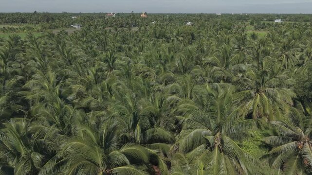 Aerial drone view of dense coconut palm trees in a tropical plantation in the Mekong Delta, Vietnam.	
