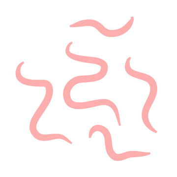 Tape worm vector