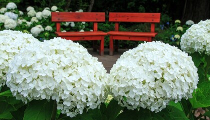 Two large, vibrant white hydrangea flower clusters surround a charming red wooden park bench, creating a serene and peaceful garden scene.