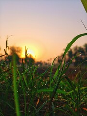 Tranquil sunrise bathes dewy grass in golden light, evoking peace and renewal, perfect for nature...